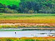 根室半島湿原群３
