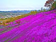 滝上町・芝桜