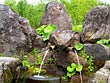 中富良野町・原始の泉