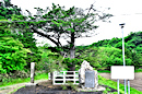 荷卸の松記念保護樹