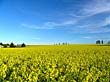 菜の花