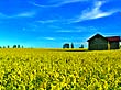 菜の花畑