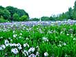 あやめ公園